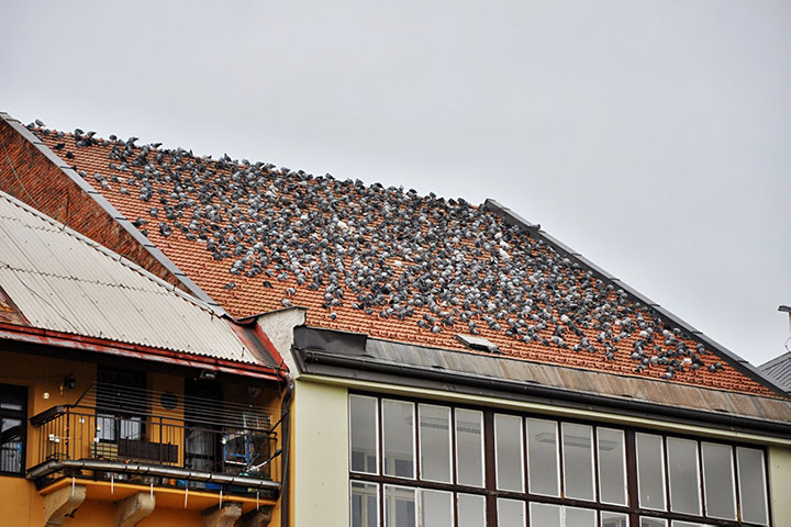 A2B Pest Control are able to install spikes to deter birds from roofs in St Helens. 