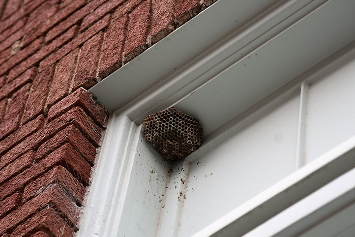 We provide a wasp nest removal service for domestic and commercial properties in St Helens.